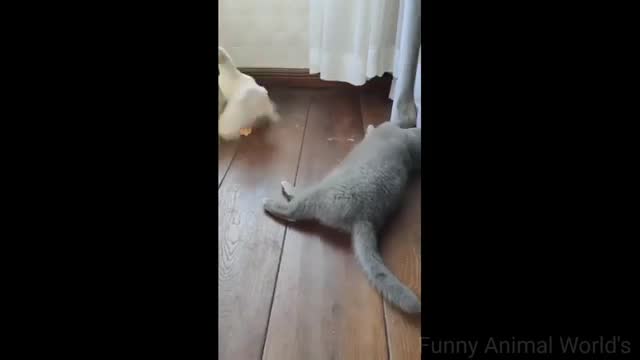 Funny Animal Videos 2022 😆🤣 | Funniest Dog and Cat videos 🙀🐱@Funny Animal World's - 2022