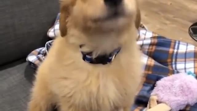 Cute Puppies Howl For The First Time Compilation