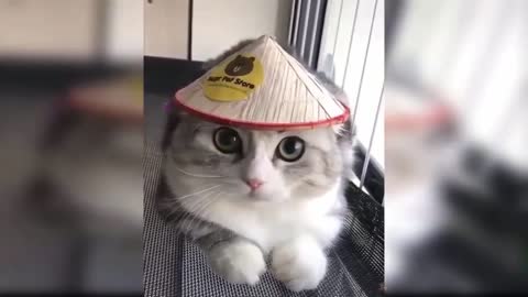 VERY FUNNY CAT 001