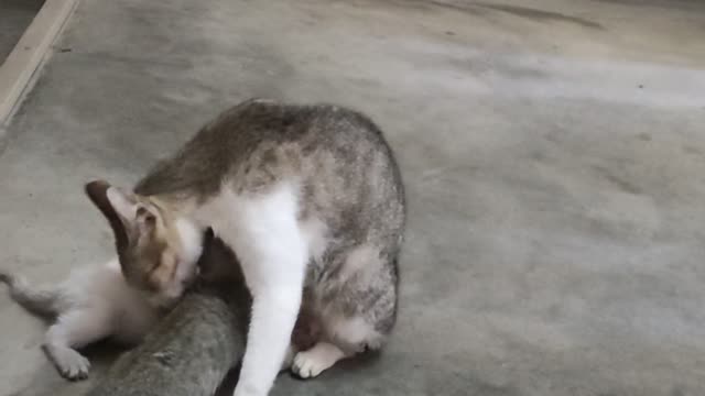 Cat mother love bath to her baby