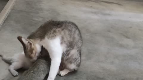 Cat mother love bath to her baby