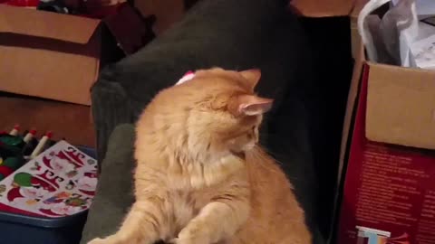 Orange tabby cat can't shake off his santa hat