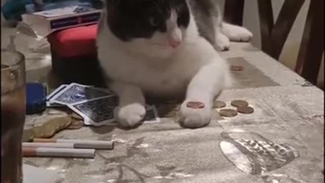 Funny Cats Reaction