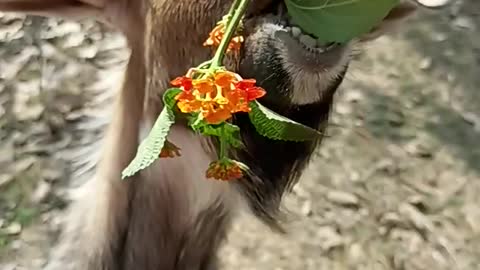 Animals life in village in summer day 🐐🐐🐐