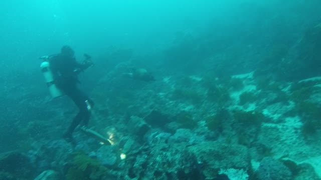 Playful sea lion encounter