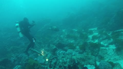 Playful sea lion encounter