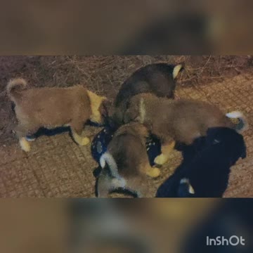 Adorable Puppies and their Mom had a dinner feast