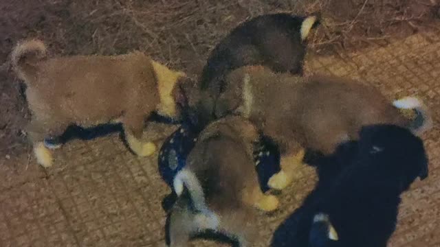 Adorable Puppies and their Mom had a dinner feast