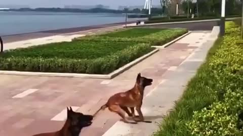 Flying Malinois🔥🔥🔥