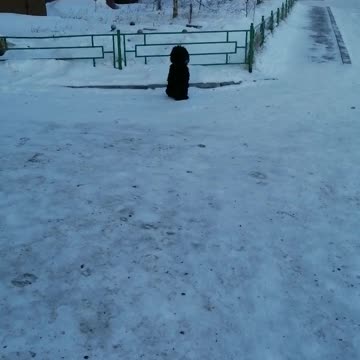 A pet dog freezes in the cold.