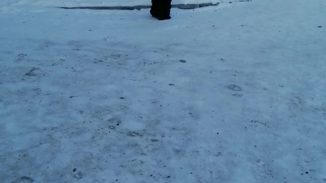 A pet dog freezes in the cold.