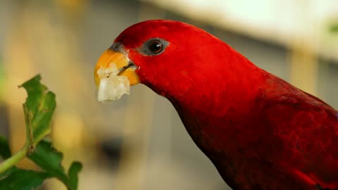 Vibrant red parrot eating fruit on a tree