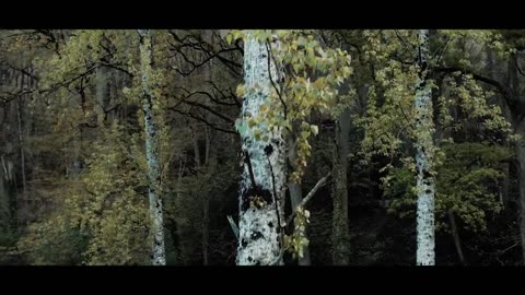 The Forest - Cinematic Drone Footage