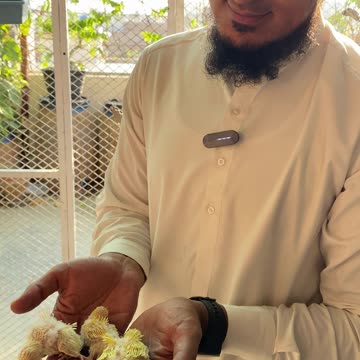 hagoromo budgies mutation breeding #budgies #hagoromo #breeding #nexusbird