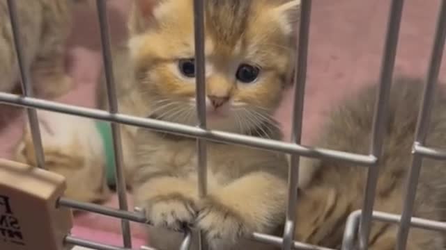 Baby cats , Cute cats video #6, Anuu044