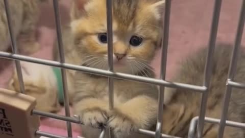 Baby cats , Cute cats video #6, Anuu044