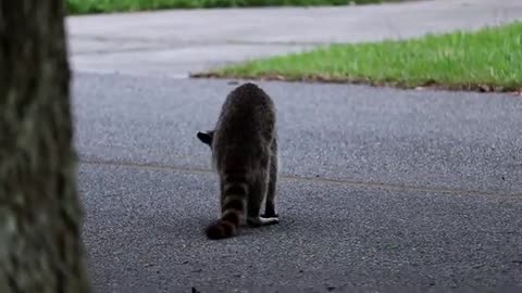 Look at this sad Raccoon. Encounter his/her Distemper (So sad)