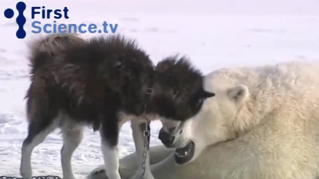 Polar bears and dogs playing