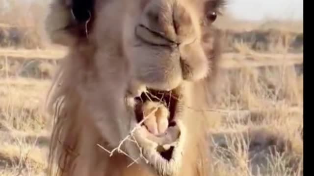 I think camels have really nice eyes, don't you?