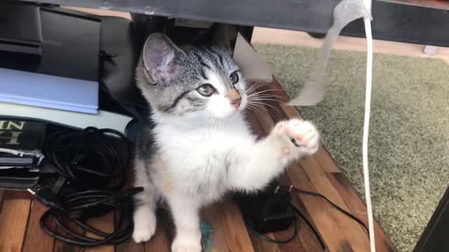 Watch ( Cat Bathing With Water )