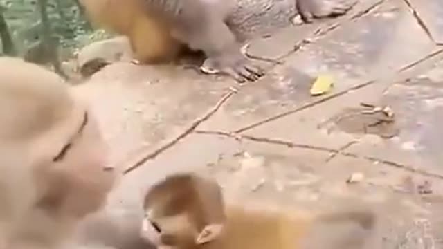 Monkey comedy