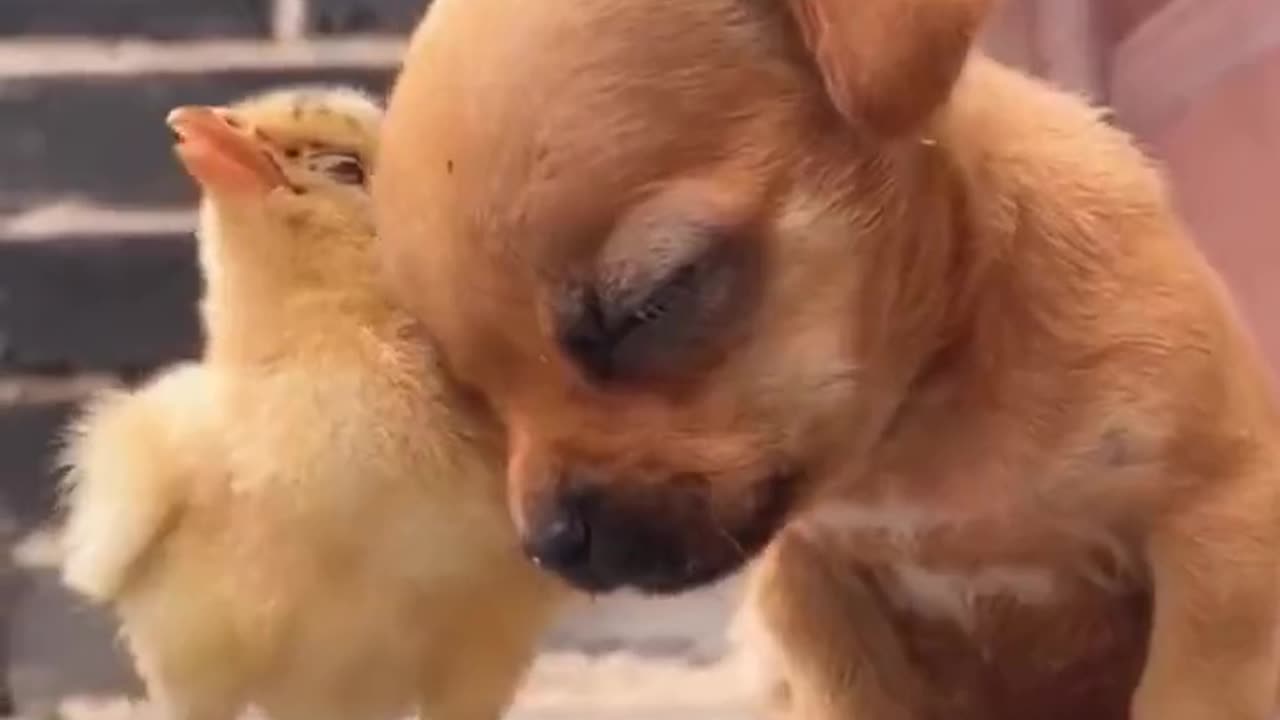 A chick supporting a puppy who has fallen asleep