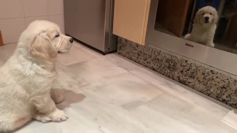 Golden retriever puppy scared of himself in the mirror