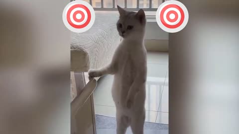 funny animals part 2