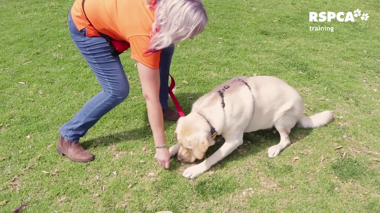 FREE DOG TRAINING SERIES – Lesson 1: how to teach your dog to sit and drop.