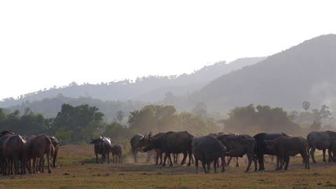 Animal Bull Livestock Feeding in a Rural Environment