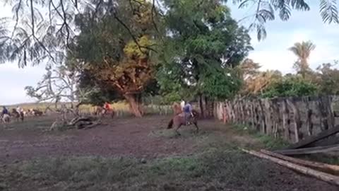 Mira este hermoso paisaje del llano