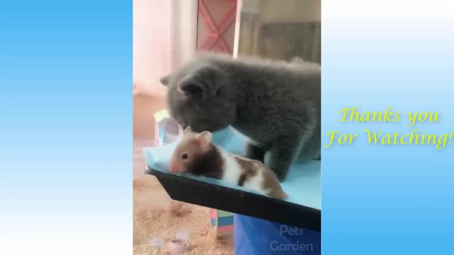 Funny video, Cats and Owners are the best friends