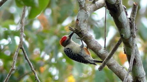 Bird cutting tree