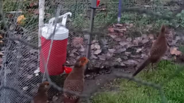 Flock it Farm: heated waterer update, easily attach to your coop