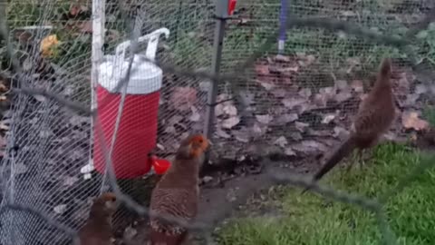 Flock it Farm: heated waterer update, easily attach to your coop