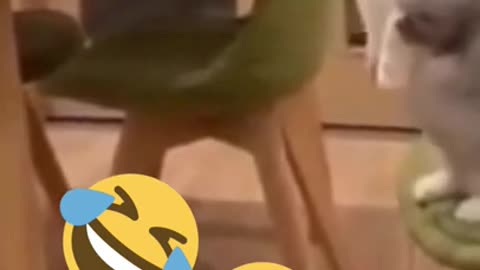 funny cat video (animal fails) Try not to laugh