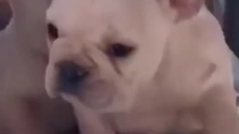 Cute Funny Puppies Video #shorts