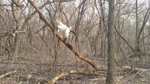 Tree climbing Terrier