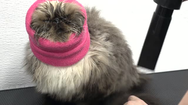 Return of the Trash Goblin with the wild whiskers _ Cat bite