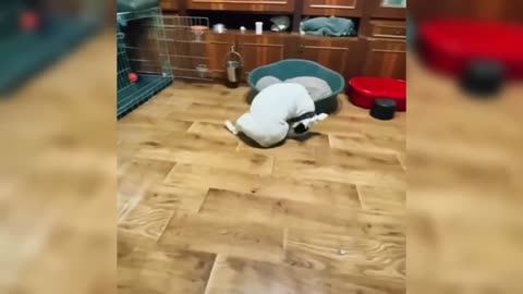 Funniest animals funny cats and dogs videos