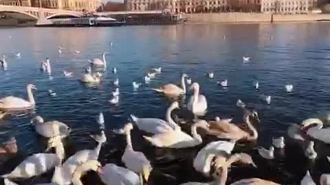 Prague swan