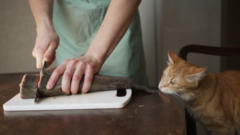 Man in the Kitchen Cuts Fish on the Table a Cat Sits Nearby and Gnaws on a Fishtail