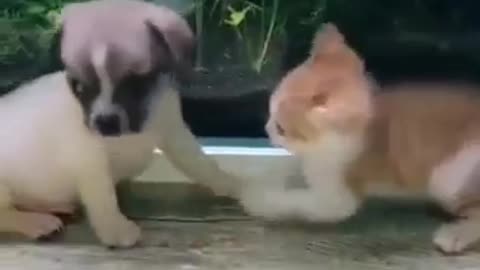 cute animals