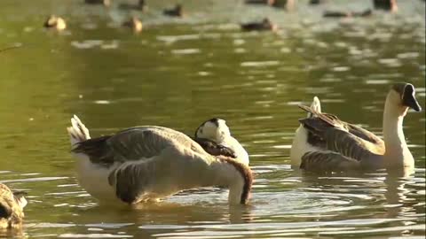Swan_Goose_Washing_H264_Videvo