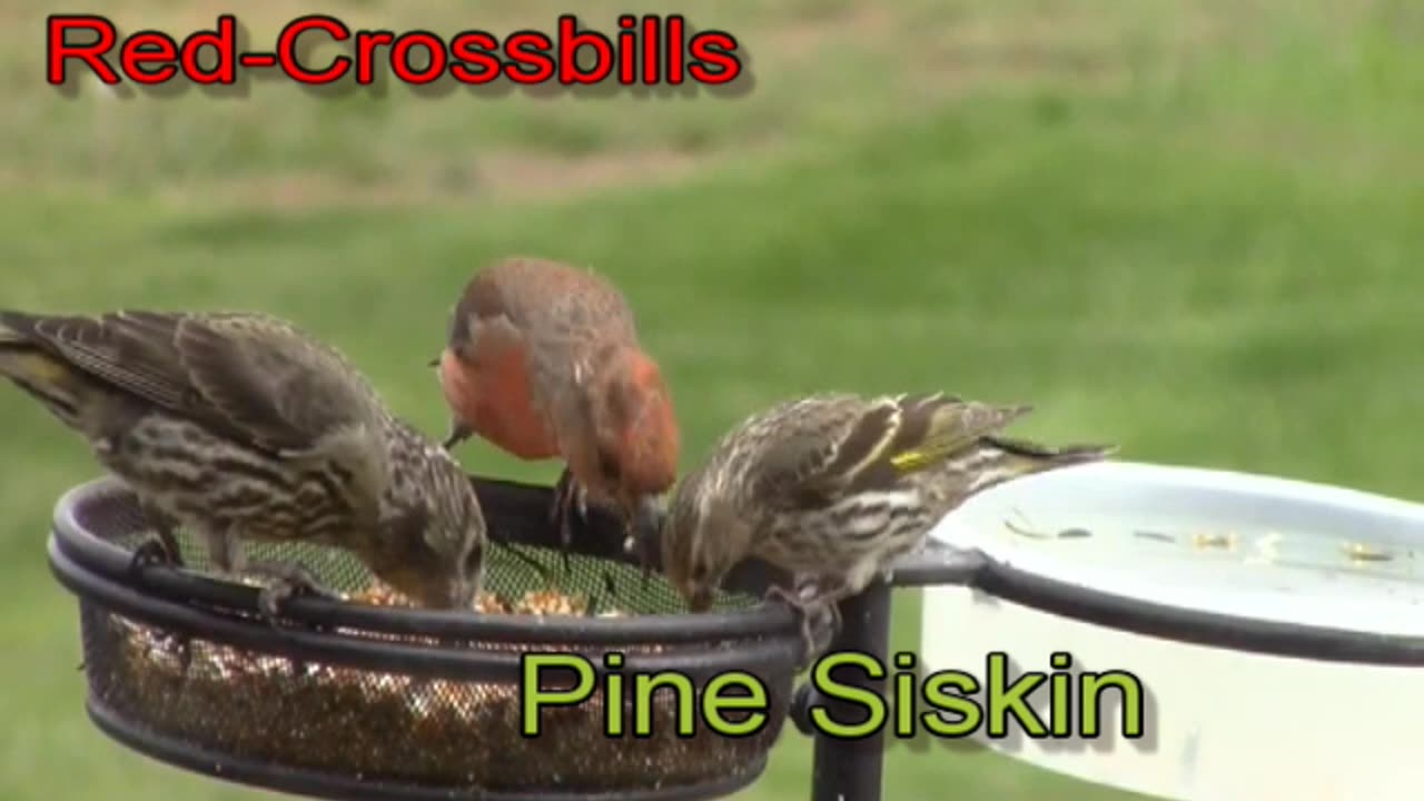 Red Crossbills and pine siskins