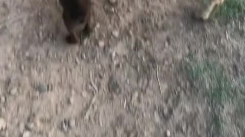 Sheep said This kid is too good, so he can only go away helplessly
