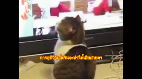 Adorable Cat Watching TV Funny scene