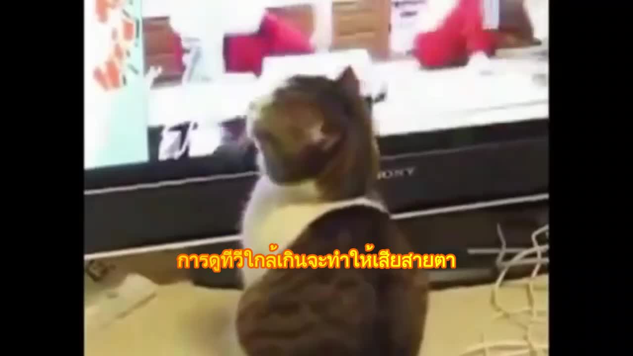 Adorable Cat Watching TV Funny scene