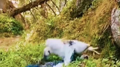 Watch the end 🥺