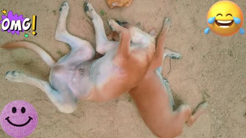 Funniest Cats and Dogs Videos 2024 😹🐶 Best Funny Animal Videos 😂